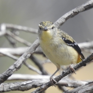 Pardalotus punctatus at Kosciuszko National Park - 21 Feb 2024