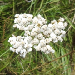 Achillea millefolium (Yarrow) at Broken Dam, NSW - 21 Feb 2024 by HelenCross