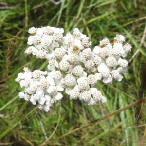 Achillea millefolium at Kosciuszko National Park - 21 Feb 2024
