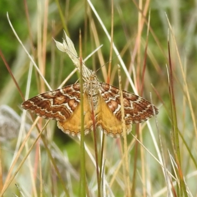 Chrysolarentia heliacaria (Heliacaria Carpet) at Broken Dam, NSW - 21 Feb 2024 by HelenCross