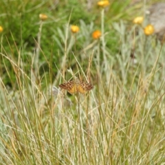 Chrysolarentia heliacaria at Kosciuszko National Park - 21 Feb 2024 12:25 PM