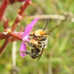 Megachile (Eutricharaea) maculariformis at Kosciuszko National Park - 21 Feb 2024