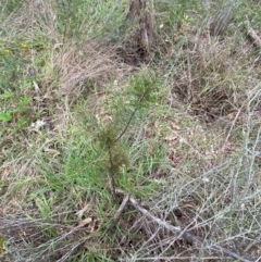 Hakea decurrens subsp. decurrens at Red Hill Nature Reserve - 15 Jan 2024 03:55 PM