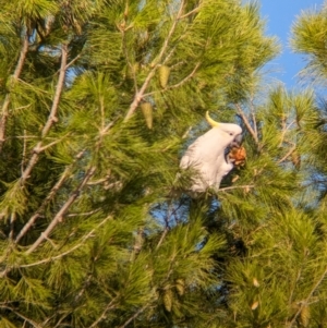 Cacatua galerita at Kooringal, NSW - 24 Feb 2024 08:21 AM