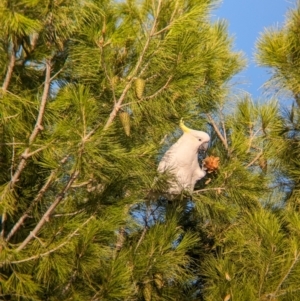 Cacatua galerita at Kooringal, NSW - 24 Feb 2024 08:21 AM