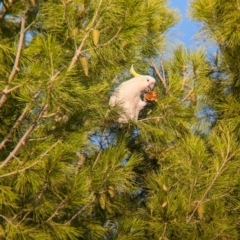 Cacatua galerita at Kooringal, NSW - 24 Feb 2024 08:21 AM