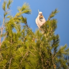 Cacatua galerita at Kooringal, NSW - 24 Feb 2024 08:21 AM