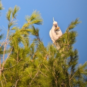 Cacatua galerita at Kooringal, NSW - 24 Feb 2024 08:21 AM