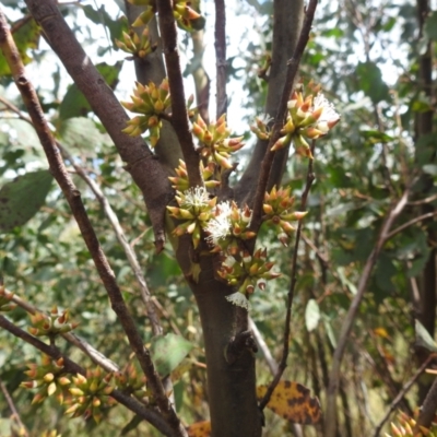 Eucalyptus stellulata (Black Sally) at Broken Dam, NSW - 21 Feb 2024 by HelenCross