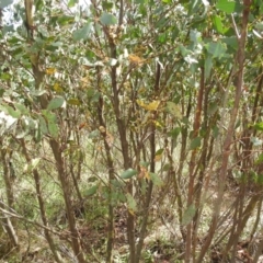 Eucalyptus stellulata at Kosciuszko National Park - 21 Feb 2024