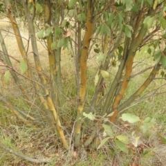 Eucalyptus stellulata at Kosciuszko National Park - 21 Feb 2024