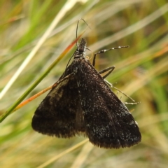 Heliothela (genus) (A Pyraloid moth (Heliotheliinae subf.)) at Kosciuszko National Park - 21 Feb 2024 by HelenCross