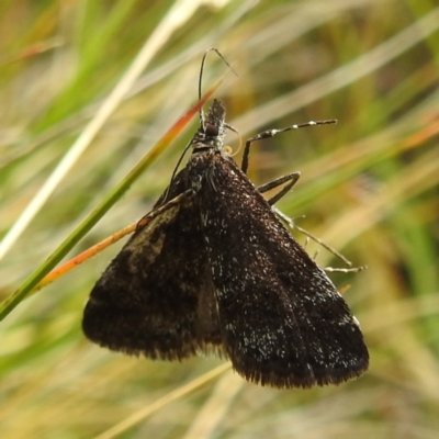 Heliothela (genus) (A Pyraloid moth (Heliotheliinae subf.)) at Kosciuszko National Park - 21 Feb 2024 by HelenCross