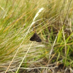 Heliothela (genus) at Kosciuszko National Park - 21 Feb 2024