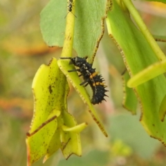 Harmonia conformis (Common Spotted Ladybird) at Kosciuszko National Park - 21 Feb 2024 by HelenCross