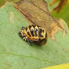 Harmonia conformis (Common Spotted Ladybird) at Kosciuszko National Park - 21 Feb 2024 by HelenCross