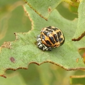 Harmonia conformis at Kosciuszko National Park - 21 Feb 2024