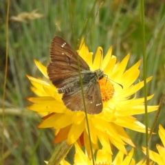 Atkinsia dominula (Two-brand grass-skipper) at Broken Dam, NSW - 21 Feb 2024 by HelenCross