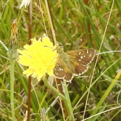 Atkinsia dominula (Two-brand grass-skipper) at Broken Dam, NSW - 21 Feb 2024 by HelenCross