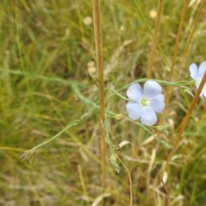 Linum marginale at Kosciuszko National Park - 21 Feb 2024