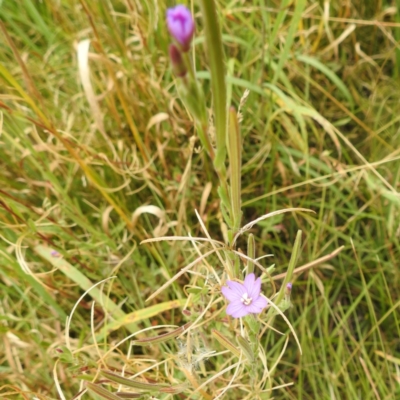 Epilobium billardiereanum subsp. cinereum (Hairy Willow Herb) at Kosciuszko National Park - 21 Feb 2024 by HelenCross