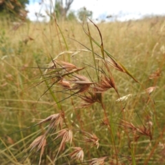 Themeda triandra (Kangaroo Grass) at Broken Dam, NSW - 21 Feb 2024 by HelenCross