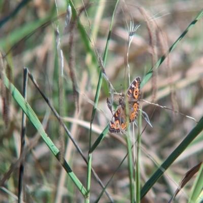 Junonia villida (Meadow Argus) at Kooringal, NSW - 24 Feb 2024 by Darcy