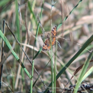 Junonia villida at Kooringal, NSW - 24 Feb 2024 09:25 AM