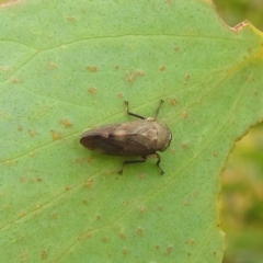 Brunotartessus fulvus (Yellow-headed Leafhopper) at Kosciuszko National Park - 21 Feb 2024 by HelenCross