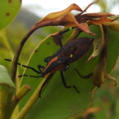 Amorbus (genus) (Eucalyptus Tip bug) at Kosciuszko National Park - 21 Feb 2024 by HelenCross