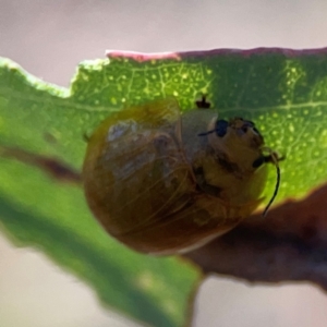 Paropsisterna cloelia at Dryandra St Woodland - 25 Feb 2024