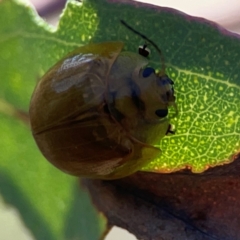 Paropsisterna cloelia at Dryandra St Woodland - 25 Feb 2024