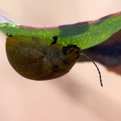 Paropsisterna cloelia at Dryandra St Woodland - 25 Feb 2024