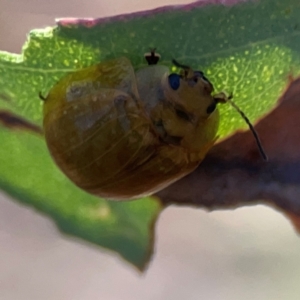 Paropsisterna cloelia at Dryandra St Woodland - 25 Feb 2024