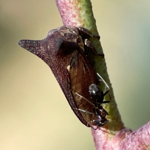 Iridomyrmex sp. (genus) at Dryandra St Woodland - 25 Feb 2024