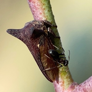 Iridomyrmex sp. (genus) at Dryandra St Woodland - 25 Feb 2024