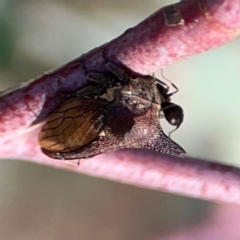 Iridomyrmex sp. (genus) at Dryandra St Woodland - 25 Feb 2024