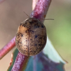 Trachymela sp. (genus) (Brown button beetle) at Dryandra St Woodland - 25 Feb 2024 by Hejor1