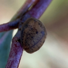 Trachymela sp. (genus) at Dryandra St Woodland - 25 Feb 2024