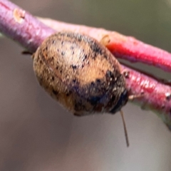 Trachymela sp. (genus) at Dryandra St Woodland - 25 Feb 2024