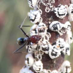 Iridomyrmex purpureus (Meat Ant) at O'Connor, ACT - 25 Feb 2024 by Hejor1
