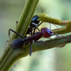 Iridomyrmex purpureus at Dryandra St Woodland - 25 Feb 2024