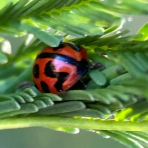 Coccinella transversalis at Dryandra St Woodland - 25 Feb 2024 06:24 PM