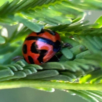 Coccinella transversalis (Transverse Ladybird) at O'Connor, ACT - 25 Feb 2024 by Hejor1