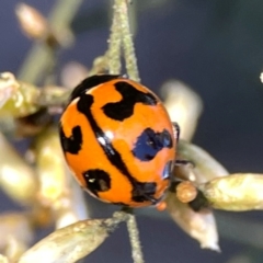 Coccinella transversalis at Dryandra St Woodland - 25 Feb 2024 06:24 PM