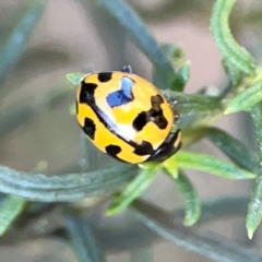 Coccinella transversalis at Dryandra St Woodland - 25 Feb 2024 06:24 PM