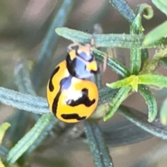 Coccinella transversalis at Dryandra St Woodland - 25 Feb 2024 06:24 PM