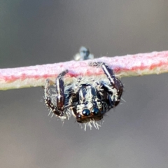 Sandalodes scopifer (White-spotted Sandalodes) at Dryandra St Woodland - 25 Feb 2024 by Hejor1