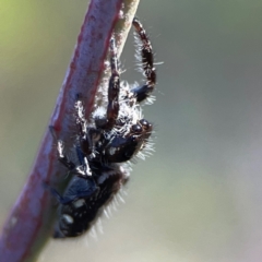 Sandalodes scopifer at Dryandra St Woodland - 25 Feb 2024 05:09 PM