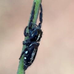 Sandalodes scopifer at Dryandra St Woodland - 25 Feb 2024